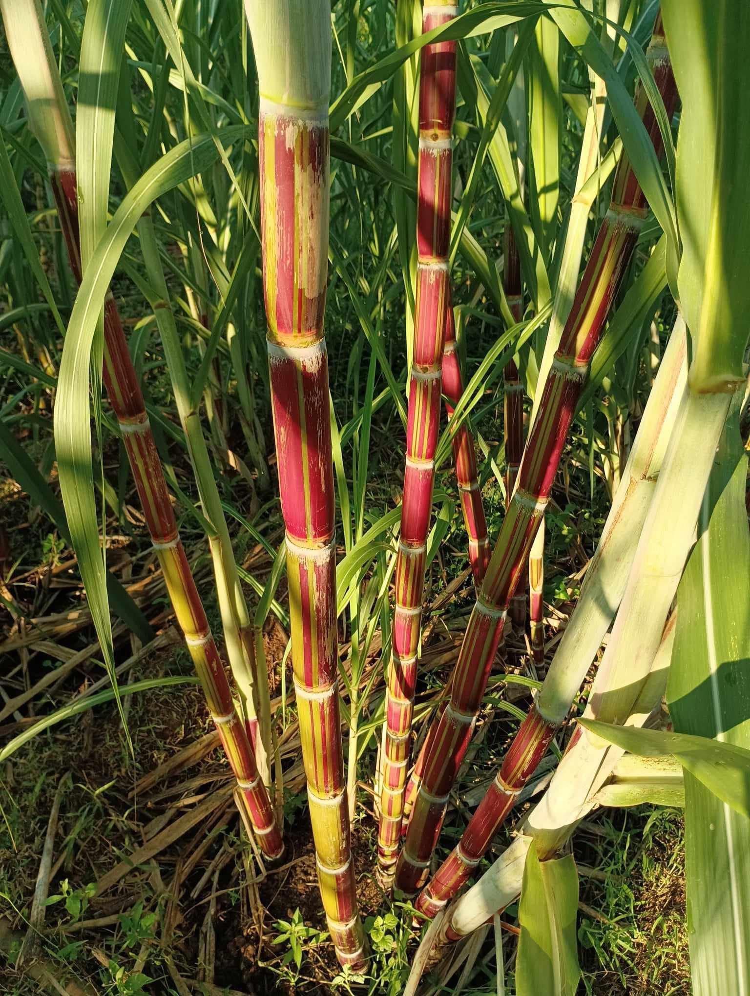 mía vàng sọc đỏ Hawaii Mỹ mía vàng sọc đỏ Hawaii Mỹ