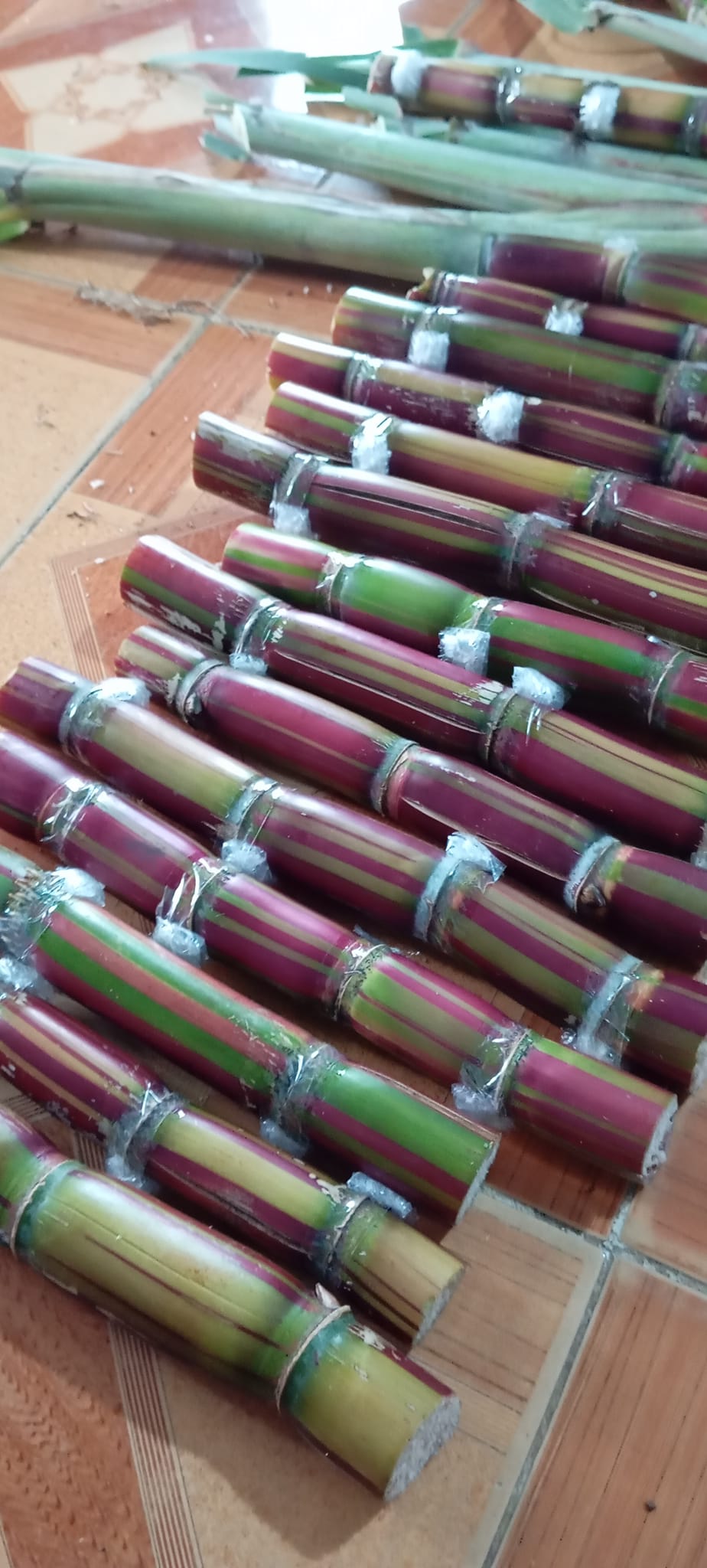 mía vàng sọc đỏ Hawaii Mỹ mía vàng sọc đỏ Hawaii Mỹ