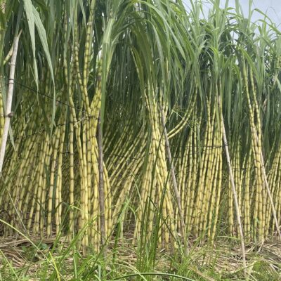 Giống mía tây vàng- thân xanh vàng óng- giống mía tây cạp xước ngày xưa