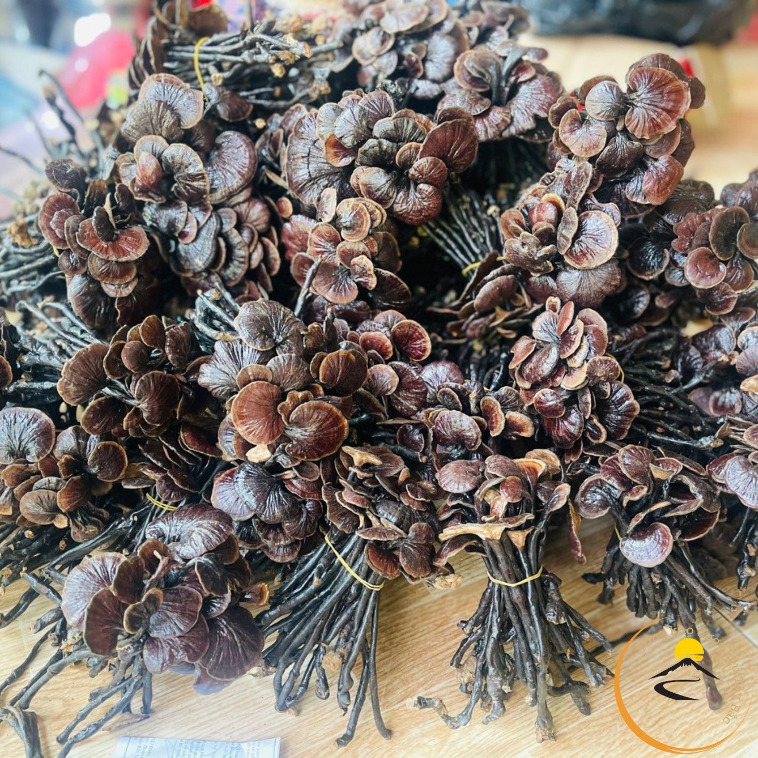 Nấm linh chi cổ cò rừng tự nhiên Tây Bắc Việt Nam.