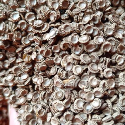 Hạt Giống cây bình vôi - 1kg