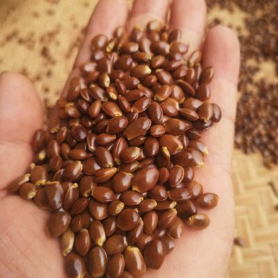 Hạt Giống Cây Hoa Hồi - 1kg ( Hồi Tàu)