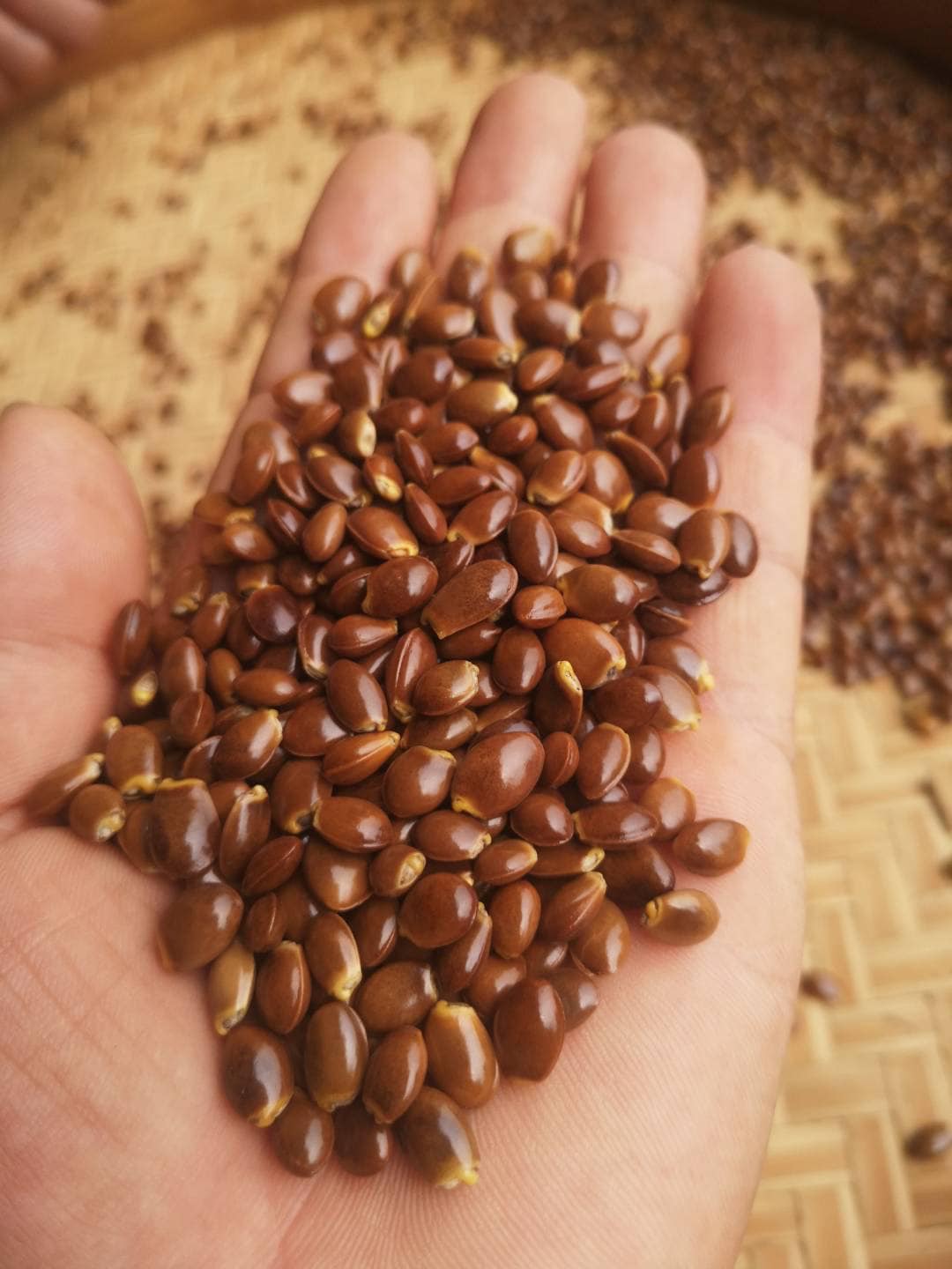 Hạt Giống Cây Hoa Hồi - 1kg ( Hồi Tàu) Hạt Giống Cây Hoa Hồi - 1kg ( Hồi Tàu)