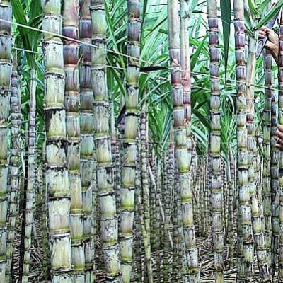 Giống mía voi xanh