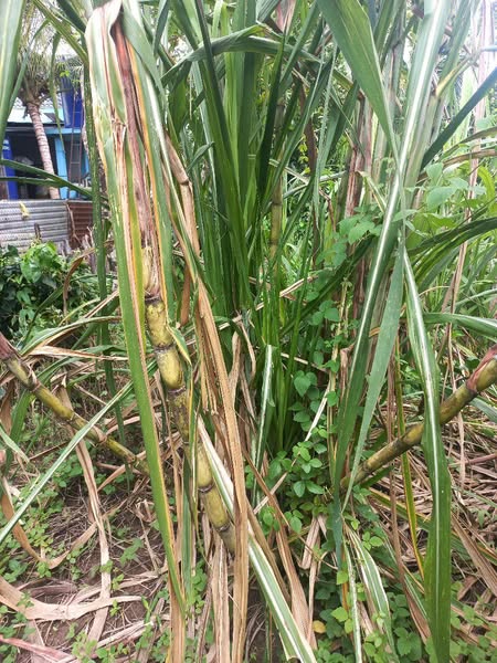 Giống mía xanh đường - mía trắng cổ bắc ngày xưa Giống mía xanh đường - mía trắng cổ bắc ngày xưa