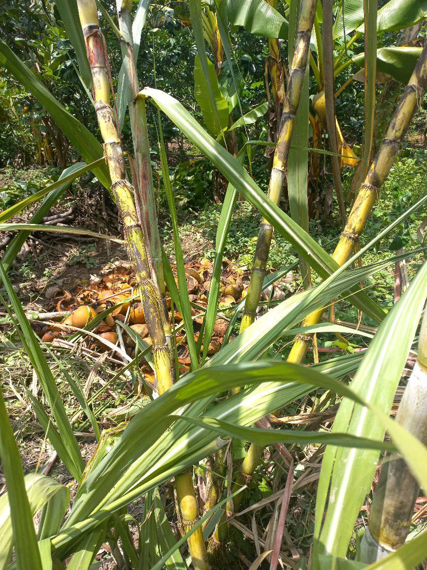 Giống mía xanh đường - mía trắng cổ bắc ngày xưa Giống mía xanh đường - mía trắng cổ bắc ngày xưa