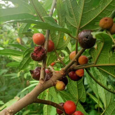 Hạt Giống cây vú bò lông - đào năm ngón - 1kg