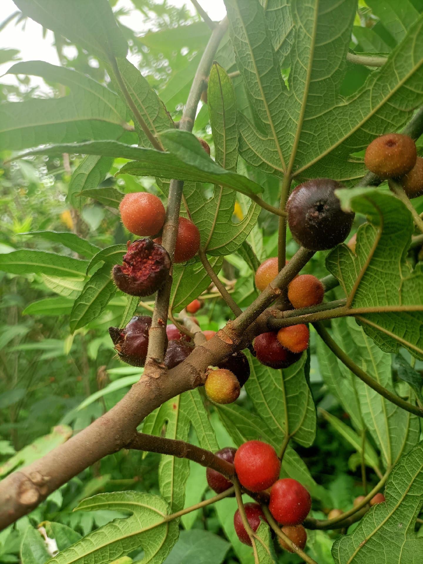 Hạt Giống cây vú bò lông - đào năm ngón - 1kg Hạt Giống cây vú bò lông - đào năm ngón - 1kg