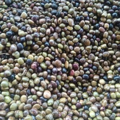 Hạt Giống cây cát sâm (Cây Sâm Nam) - 1kg