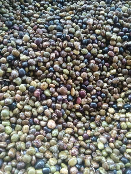 Hạt Giống cây cát sâm (Cây Sâm Nam) - 1kg Hạt Giống cây cát sâm (Cây Sâm Nam) - 1kg