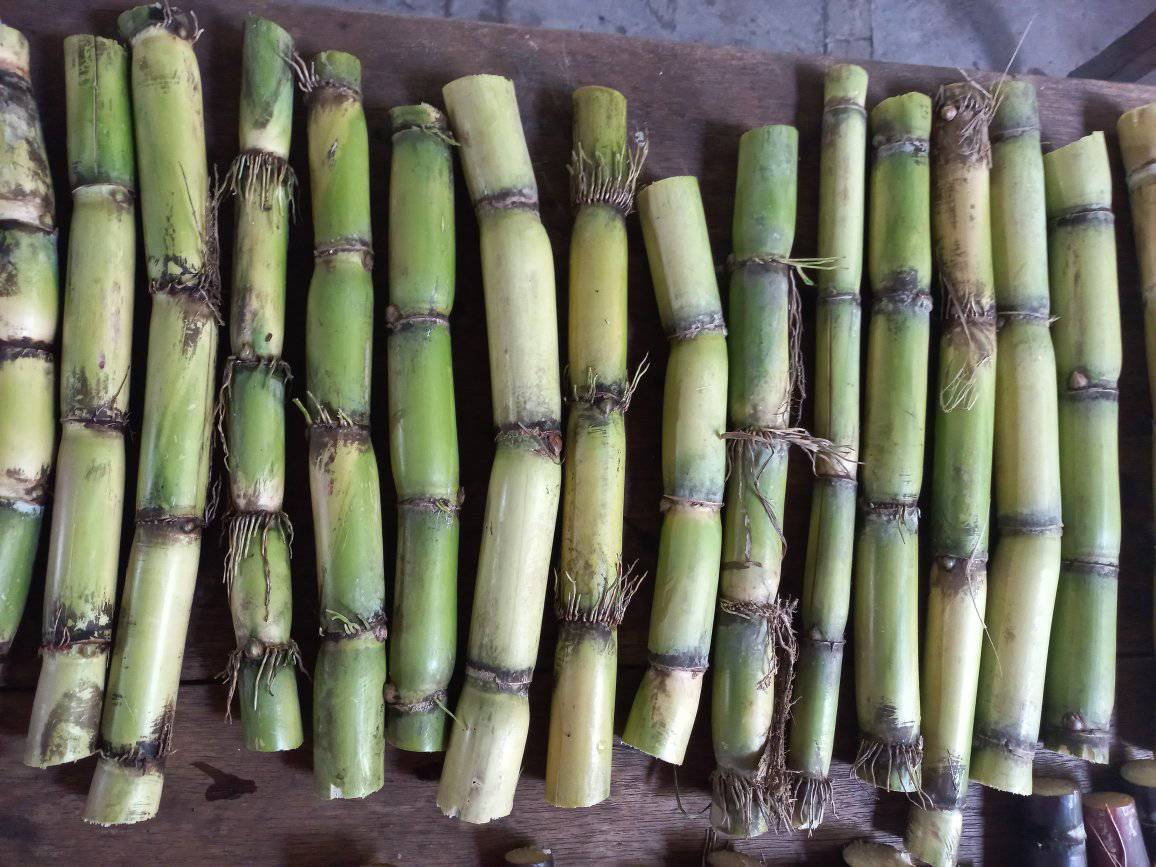 Giống mía xanh đường - mía trắng cổ bắc ngày xưa Giống mía xanh đường - mía trắng cổ bắc ngày xưa