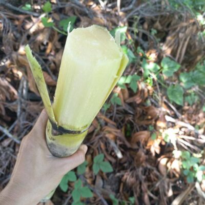 Giống mía xanh đường - mía trắng cổ bắc ngày xưa