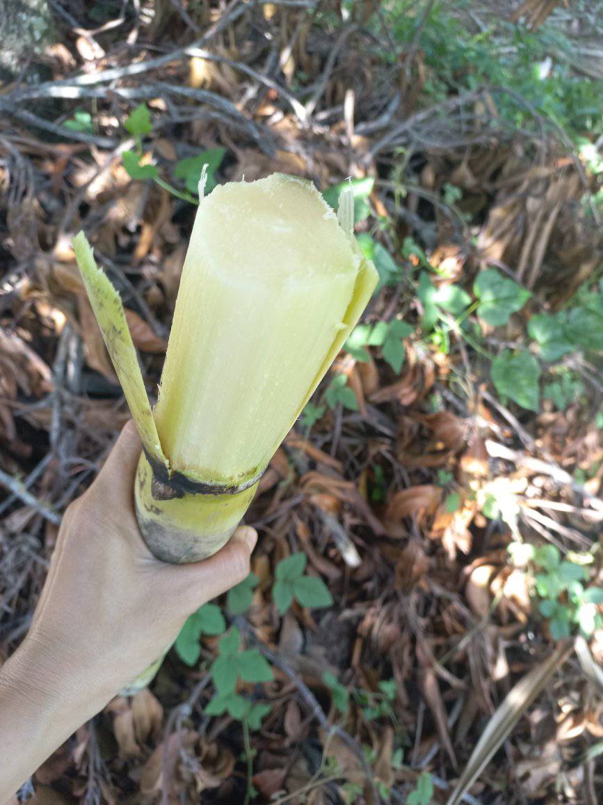 Giống mía xanh đường - mía trắng cổ bắc ngày xưa Giống mía xanh đường - mía trắng cổ bắc ngày xưa