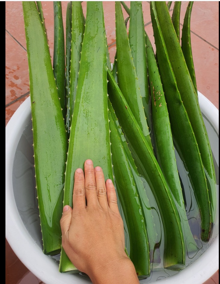 lá-bẹ nha đam tươi sạch trồng hữu cơ thu hái mỗi ngày -1kg lá-bẹ nha đam tươi sạch trồng hữu cơ thu hái mỗi ngày -1kg