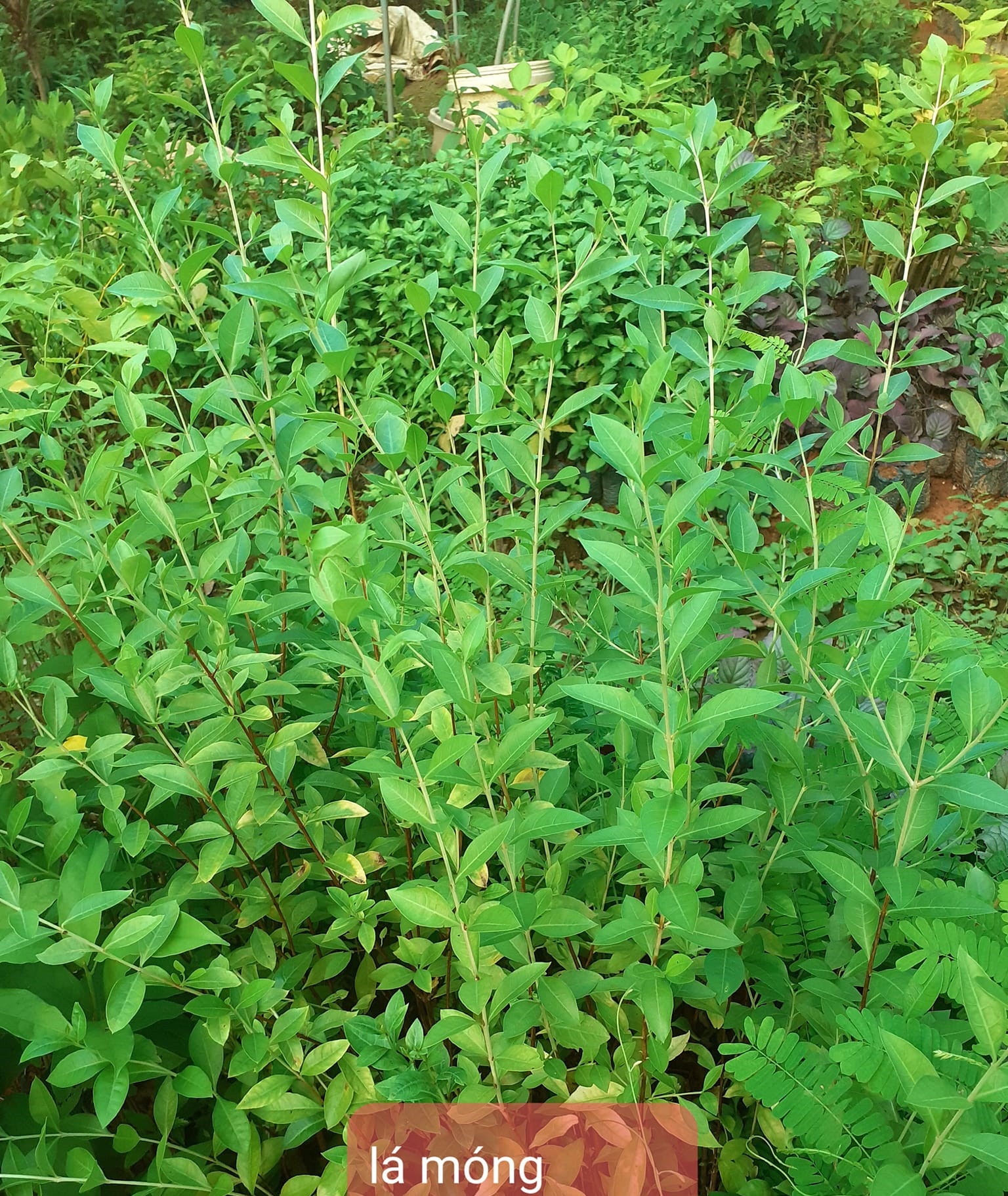 Cây lá móng tay Cây lá móng tay