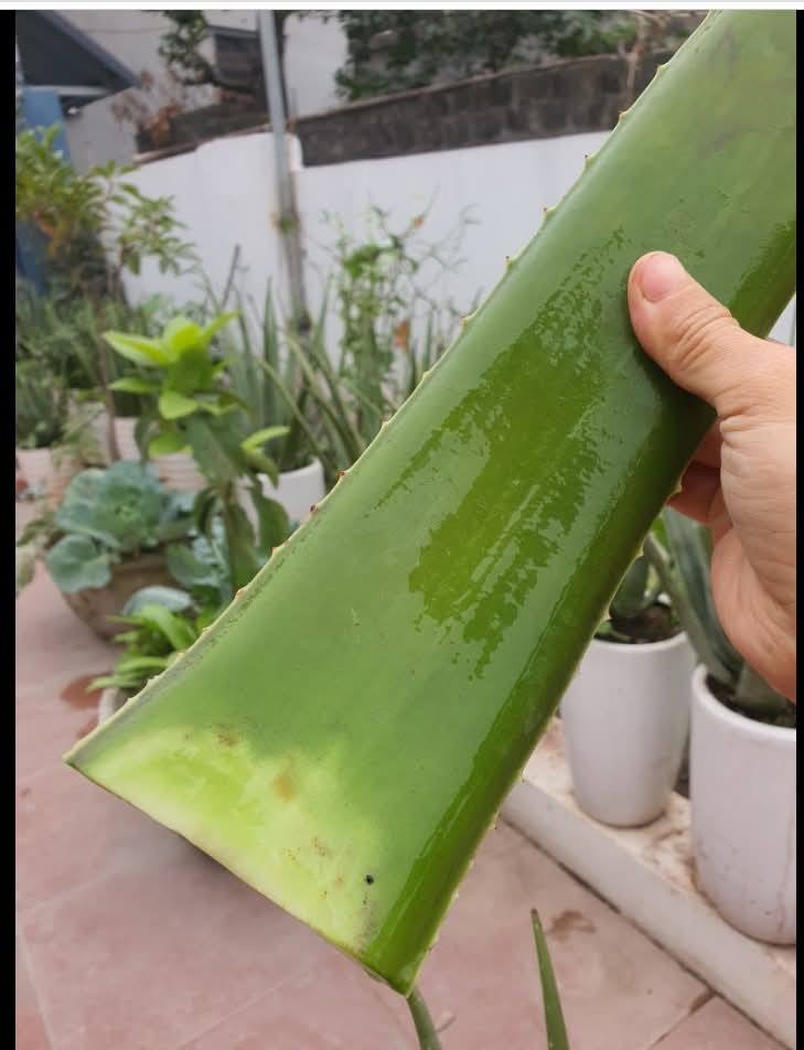 lá-bẹ nha đam tươi sạch trồng hữu cơ thu hái mỗi ngày -1kg lá-bẹ nha đam tươi sạch trồng hữu cơ thu hái mỗi ngày -1kg