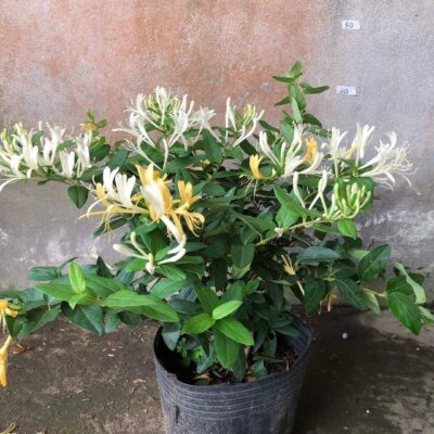 CHẬU CÂY KIM NGÂN HOA TO XUM ĐẸP ĐANG HOA