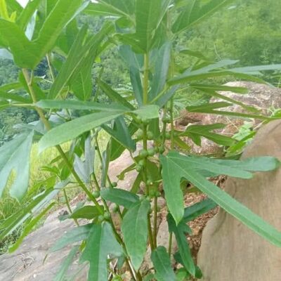 Cây vú bò-hoàng kì nam,vị thuốc bổ quý ngâm rượu cực thơm