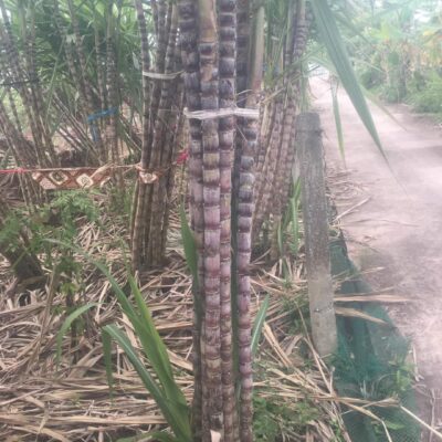 Giống mía voi tím