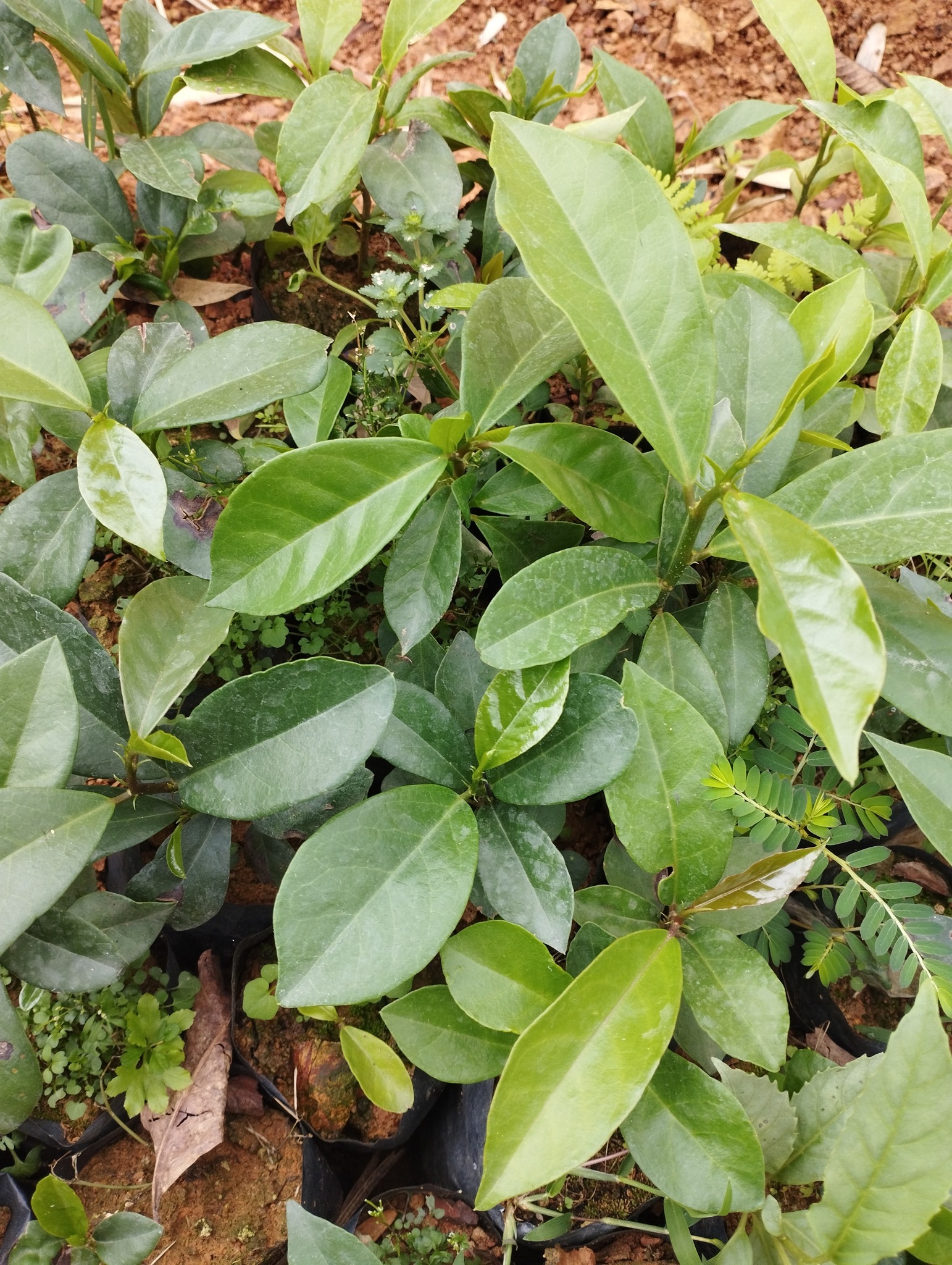 CÂY CHÒI MÒI TRÂU CÂY CHÒI MÒI TRÂU