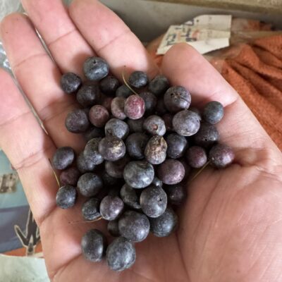 Hạt Giống cây cây khúc khắc (thổ phục linh) - 1kg