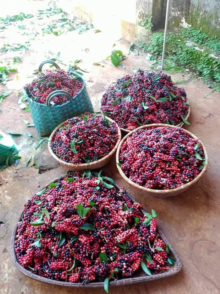 CÂY CHÒI MÒI TRÂU CÂY CHÒI MÒI TRÂU