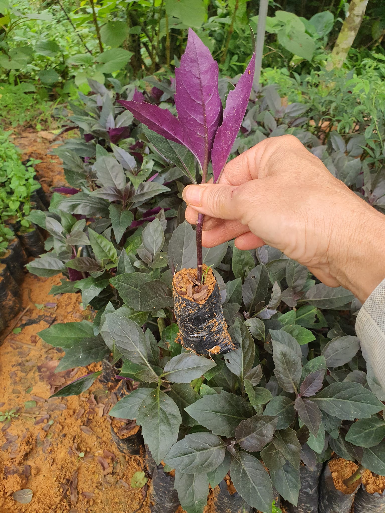 Cây bầu đất tím Cây bầu đất tím