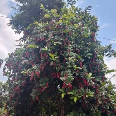 CÂY CHÒI MÒI TRÂU