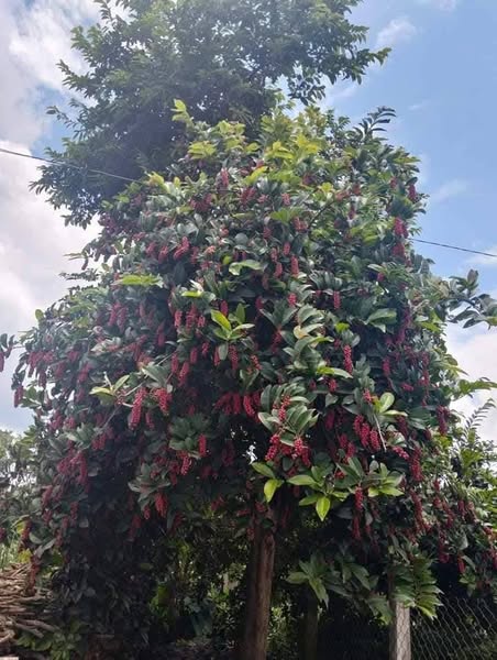 CÂY CHÒI MÒI TRÂU CÂY CHÒI MÒI TRÂU