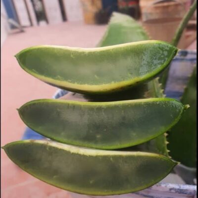 lá-bẹ nha đam tươi sạch trồng hữu cơ thu hái mỗi ngày -1kg