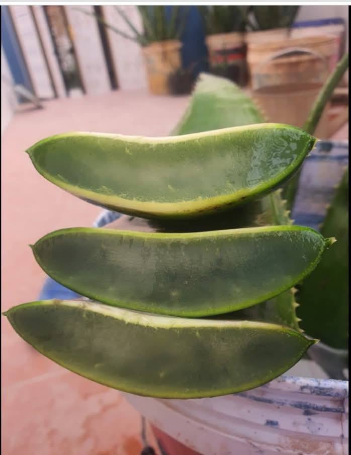 lá-bẹ nha đam tươi sạch trồng hữu cơ thu hái mỗi ngày -1kg lá-bẹ nha đam tươi sạch trồng hữu cơ thu hái mỗi ngày -1kg