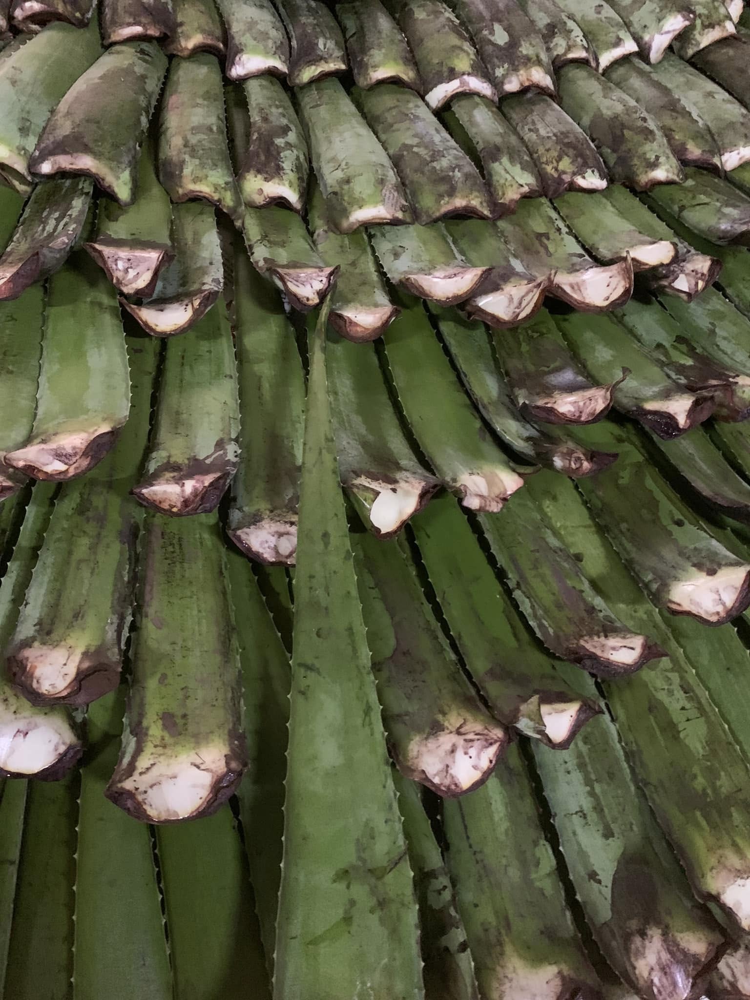 lá-bẹ nha đam tươi sạch trồng hữu cơ thu hái mỗi ngày -1kg lá-bẹ nha đam tươi sạch trồng hữu cơ thu hái mỗi ngày -1kg