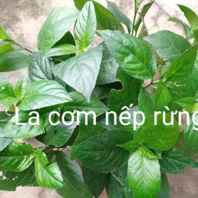 cây giống lá cơm nếp rừng - cây chuỗi sò