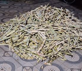 Giống mía xanh đường - mía trắng cổ bắc ngày xưa Giống mía xanh đường - mía trắng cổ bắc ngày xưa