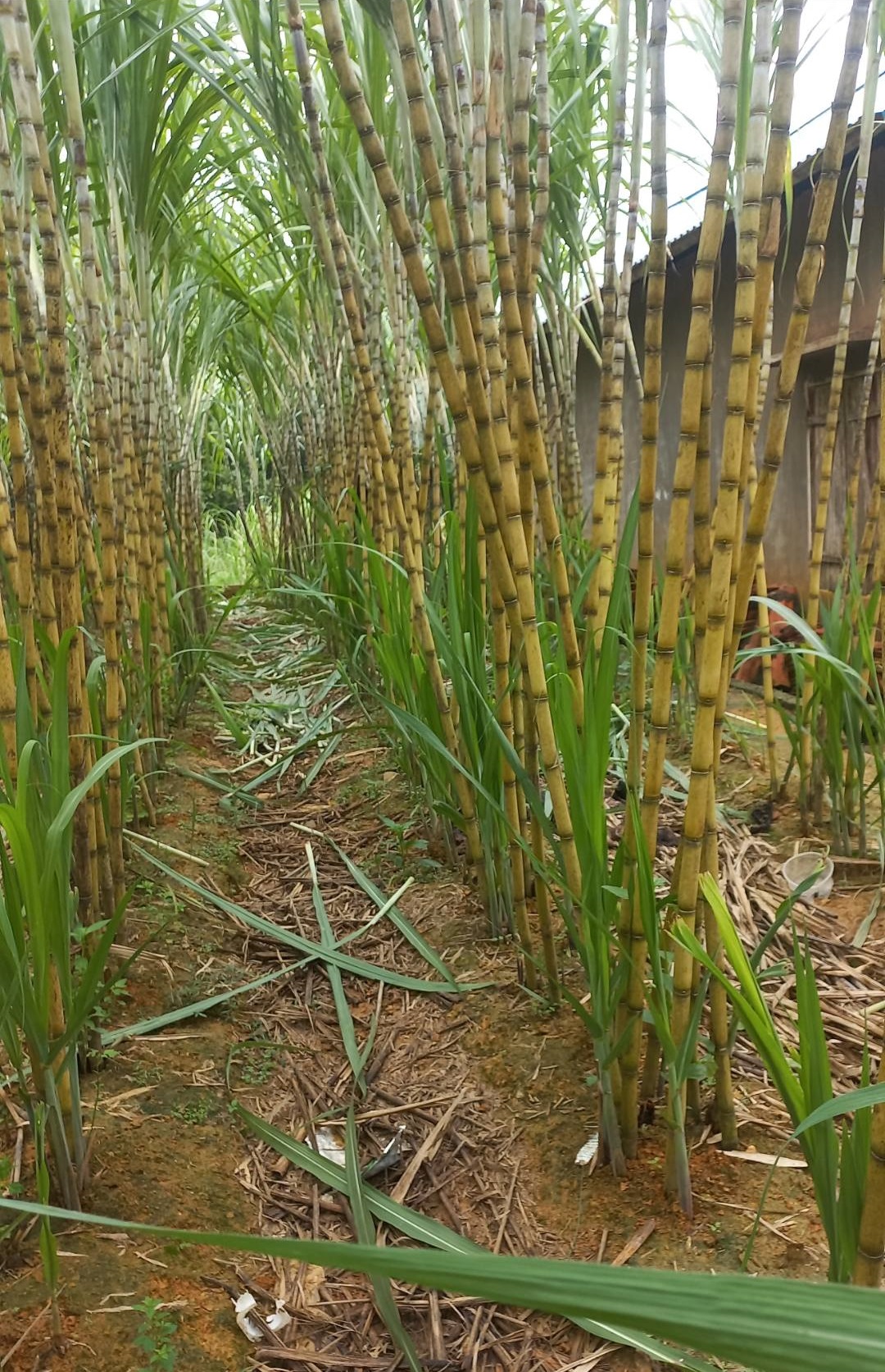 Giống mía xanh đường - mía trắng cổ bắc ngày xưa Giống mía xanh đường - mía trắng cổ bắc ngày xưa