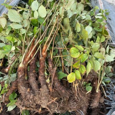 DÂM DƯƠNG HOẮC RỪNG TƯƠI - 1KG