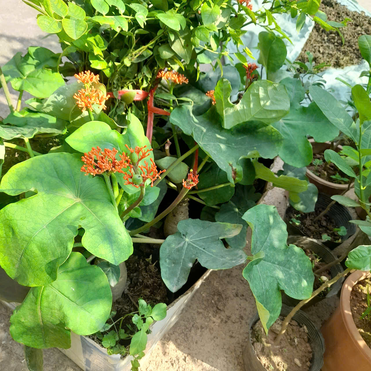 Cây ngô đồng Cây ngô đồng