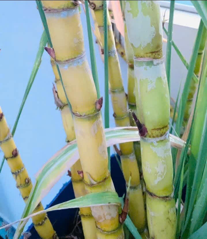 Giống mía xanh đường - mía trắng cổ bắc ngày xưa Giống mía xanh đường - mía trắng cổ bắc ngày xưa