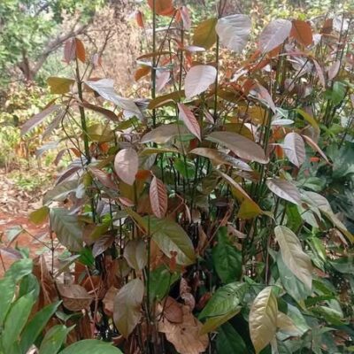 Cây GIỐNG RAU NHÍP (BÉP)