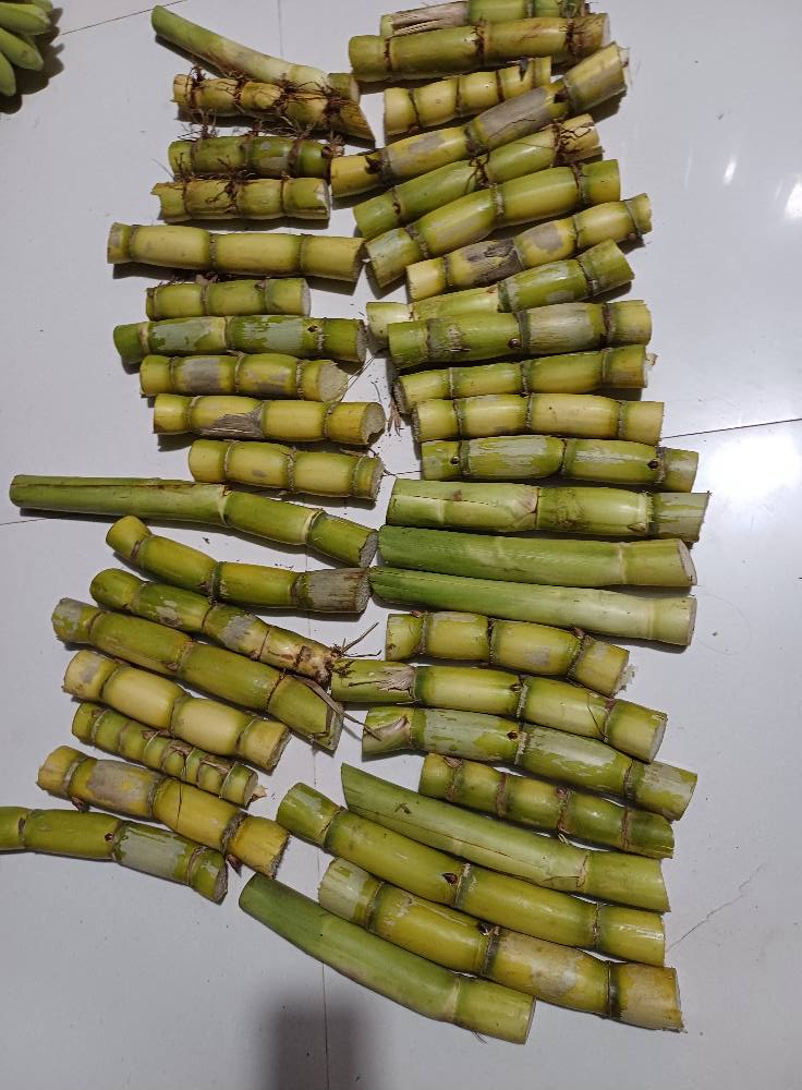 Giống mía tây vàng- thân xanh vàng óng- giống mía tây cạp xước ngày xưa Giống mía tây vàng- thân xanh vàng óng- giống mía tây cạp xước ngày xưa
