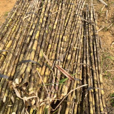 Giống mía ép nước quế đường 93- QĐ93