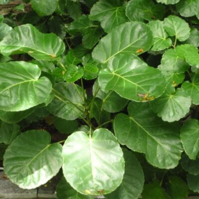 cây giống đinh lăng xanh , đinh lăng lá tròn , đinh răng lá răng