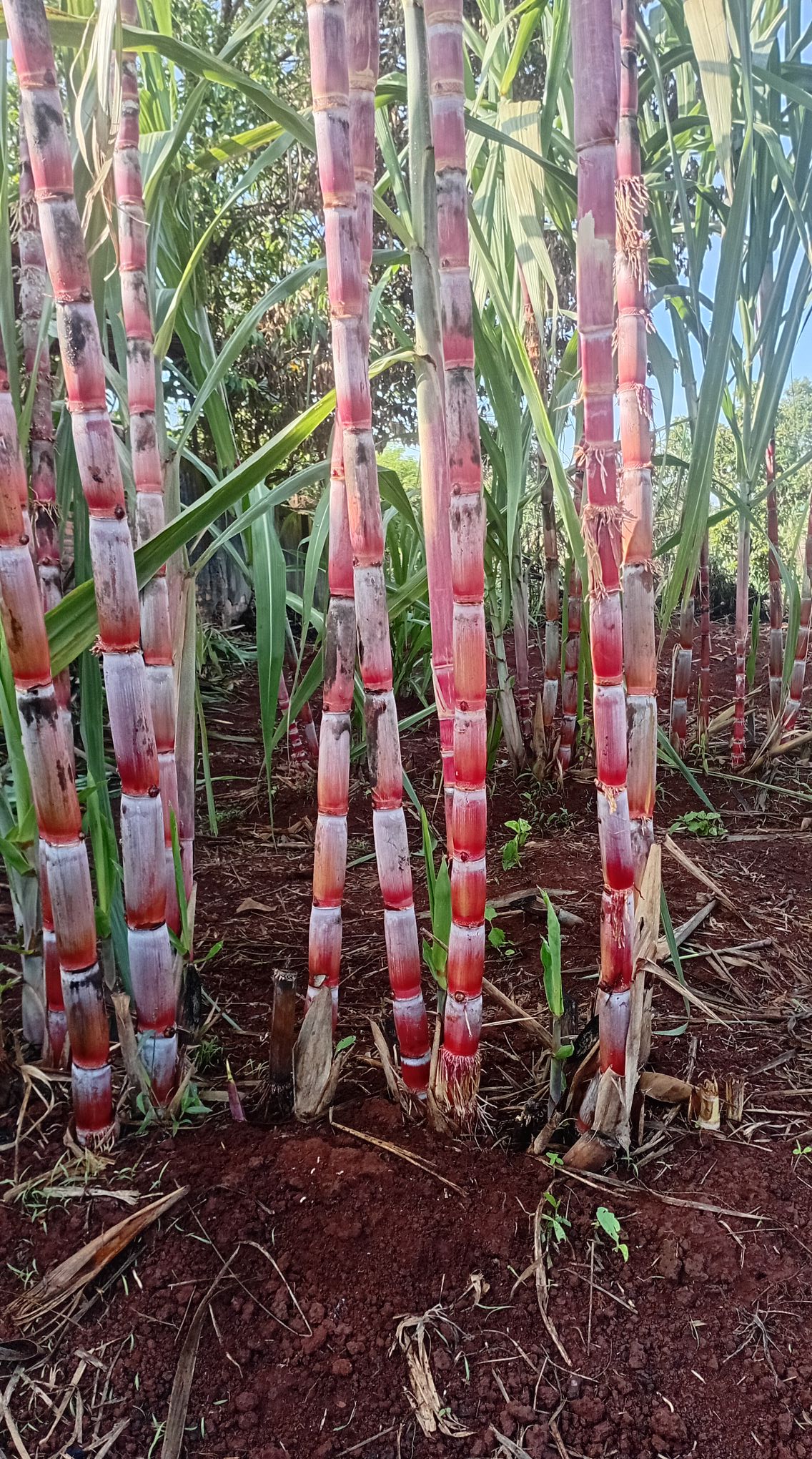 Giống mía đỏ đài loan - mềm , ngọt gắt Giống mía đỏ đài loan - mềm , ngọt gắt