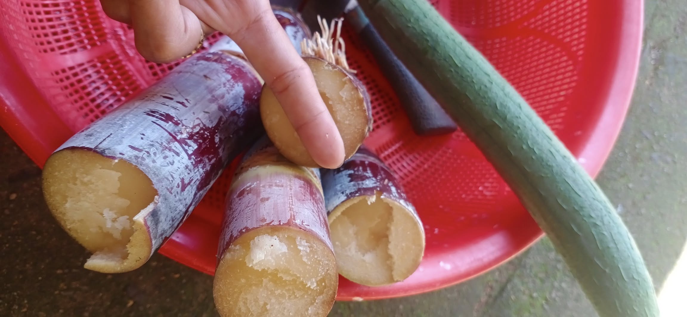 Giống mía đỏ đài loan - mềm , ngọt gắt Giống mía đỏ đài loan - mềm , ngọt gắt