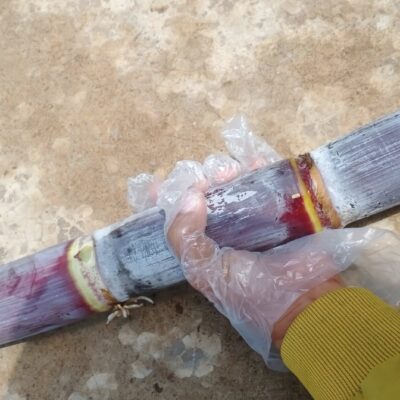 Giống mía đỏ đài loan - mềm , ngọt gắt