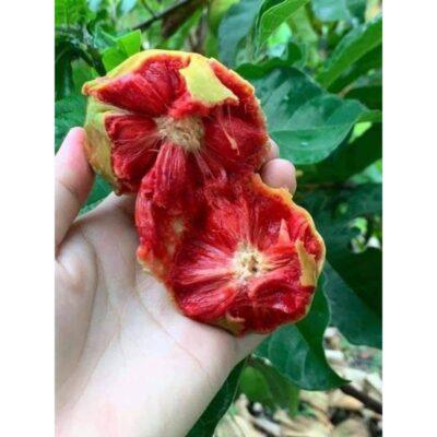 CÂY GIỐNG CHAY NẾP RUỘT ĐỎ