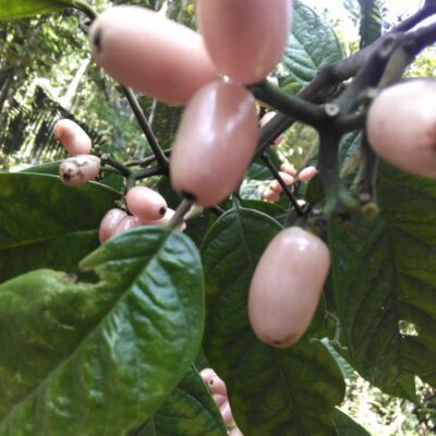 Cây Giống Sâm Béo Trắng (Sâm Bổ Béo, Bùi Béo)