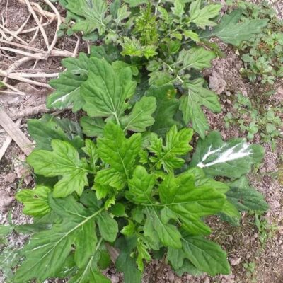 Cây Giống SÂM CÓC (XUYÊN KHUNG NAM)