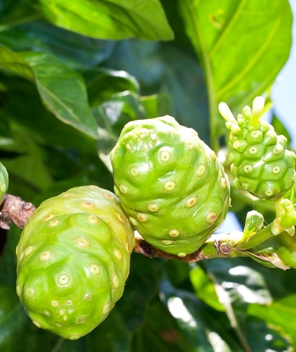 cây nhàu cây nhàu