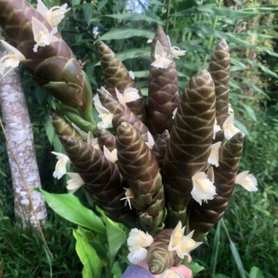 Cây gừng gió, gừng dại hoa tím